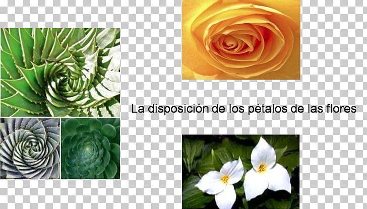 Floral Design Petal Golden Ratio Spiral Flower PNG, Clipart, Angle, Artificial Flower, Cut Flowers, Flora, Floral Design Free PNG Download