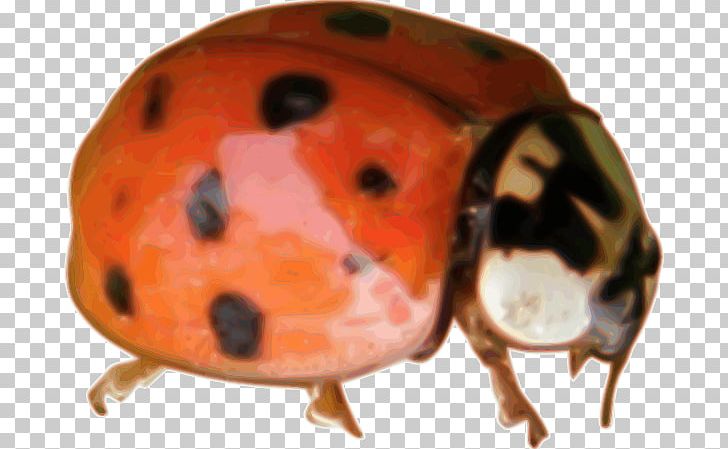 Ladybird Beetle Animal Ladybird Ladybird PNG, Clipart, Animal, Beetle, Desktop Wallpaper, Insect, Invertebrate Free PNG Download