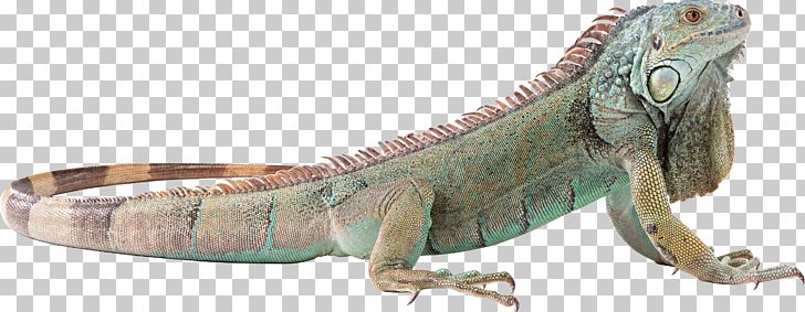 Lizard Reptile PNG, Clipart, Animals, Bearded Dragons, Carolina Anole, Chameleons, Common Iguanas Free PNG Download