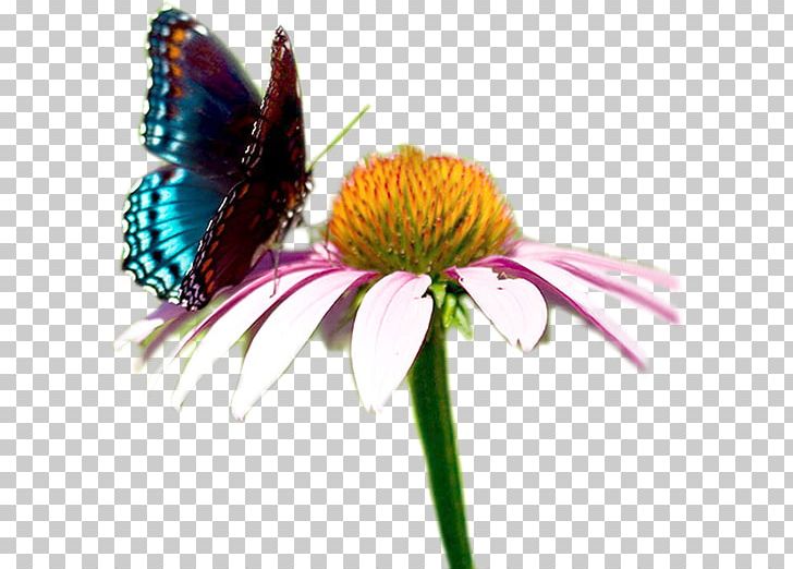 Monarch Butterfly Social Cooperative Organizzazione Non Lucrativa Di Utilità Sociale PNG, Clipart, Brush Footed Butterfly, Butterfly, Cooperative, Flower, Flowering Plant Free PNG Download