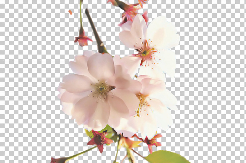 Cherry Blossom PNG, Clipart, Biology, Cherry, Cherry Blossom, Floral Design, Flower Free PNG Download