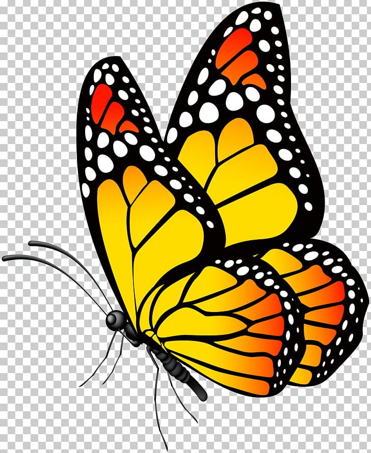 Butterfly PNG, Clipart, Brush Footed Butterfly, Butte, Butterflies, Clipart, Color Free PNG Download