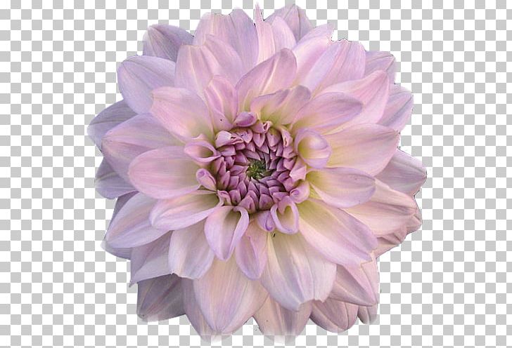Dahlia Cut Flowers Blume PNG, Clipart, Annual Plant, Blume, Chrysanths, Cicek, Cicek Resimleri Free PNG Download