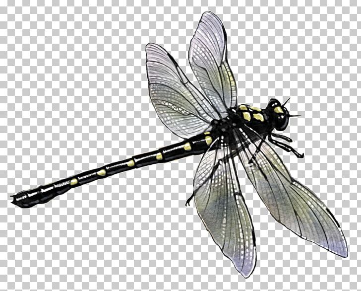 Butterfly Dragonfly Pterygota Potton & Burton River PNG, Clipart, Arthropod, Butterflies And Moths, Butterfly, Dragonflies And Damseflies, Dragonfly Free PNG Download