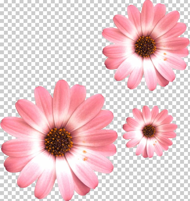 Common Daisy Flower Transvaal Daisy Oxeye Daisy PNG, Clipart, Argyranthemum, Chrysanthemum, Chrysanths, Common Daisy, Cut Flowers Free PNG Download