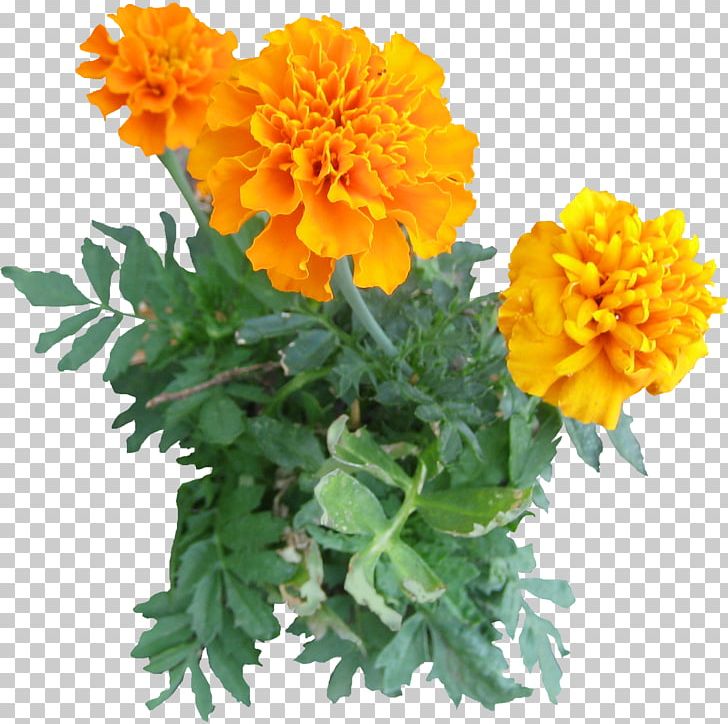 Mexican Marigold Plant Flower PNG, Clipart, Acer Ginnala, Annual Plant, Architectural Rendering, Calendula, Calendula Officinalis Free PNG Download