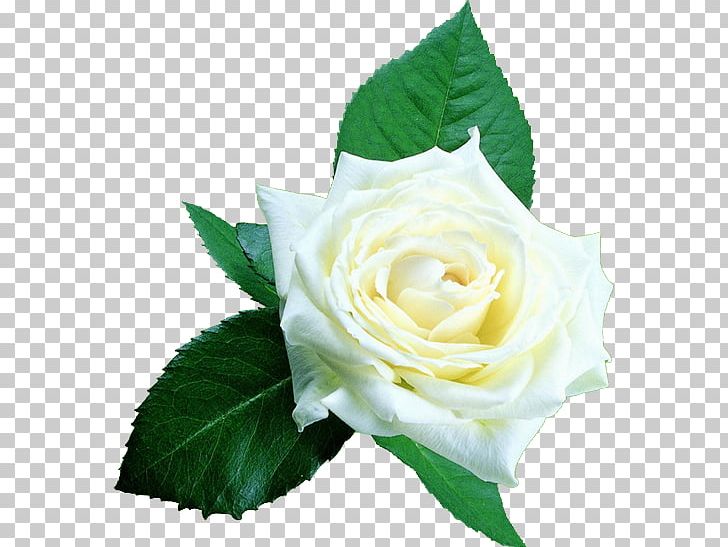 Beach Rose White Google S PNG, Clipart, Artificial Flower, Color, Flower, Flower Arranging, Flowers Free PNG Download