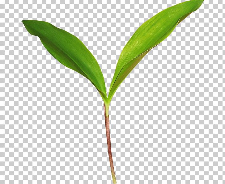 Leaf PNG, Clipart, 360, Adobe Flash, Auglis, Grass, Grass Family Free PNG Download