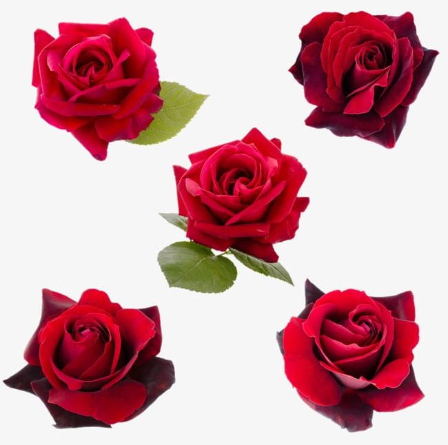 Red Rose Flower Closeup PNG, Clipart, Beautiful, Beautiful Photography, Big, Closeup, Day Free PNG Download