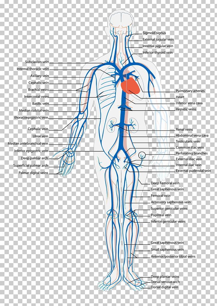 Vein Systemic Venous System Circulatory System Anatomy Inferior Vena Cava PNG, Clipart, Anatomy, Arm, Art, Bone, Capillary Free PNG Download