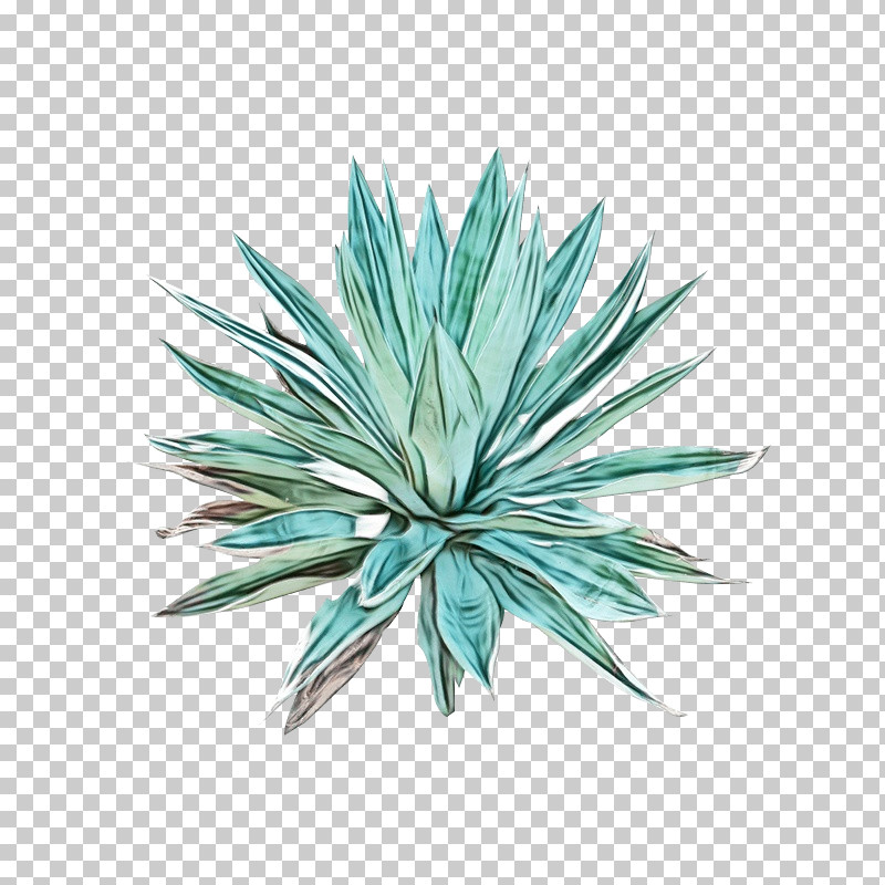 Cactus PNG, Clipart, Agave, Agave Angustifolia, Agave Cupreata, Agave ...