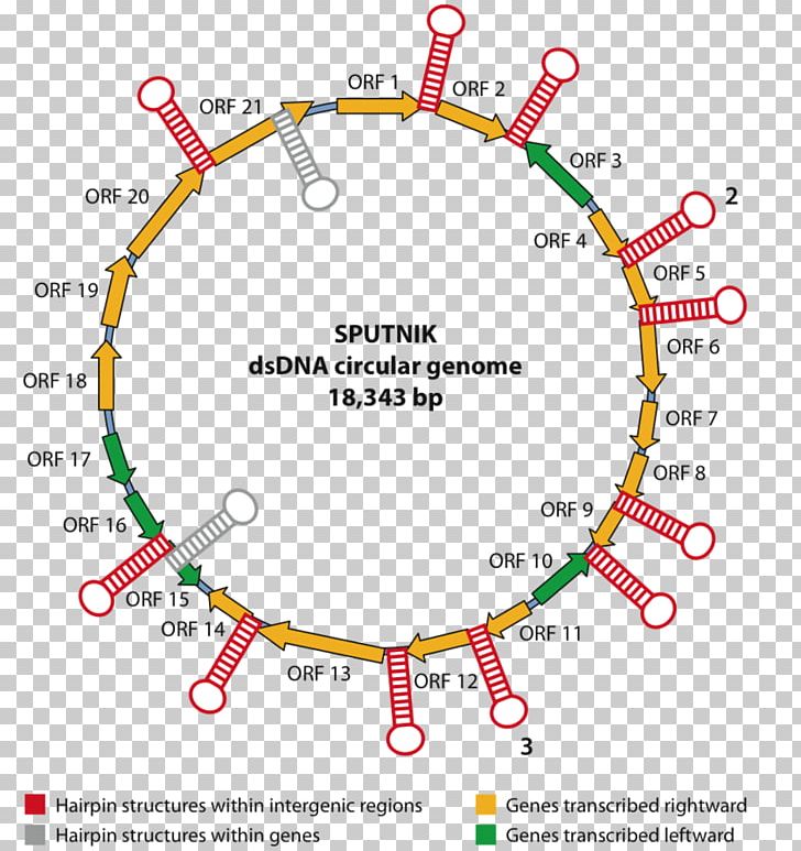 Mimivirus Acanthamoeba Polyphaga Leather DNA Virus PNG, Clipart, 7 A, Angle, Area, Bag, Circle Free PNG Download