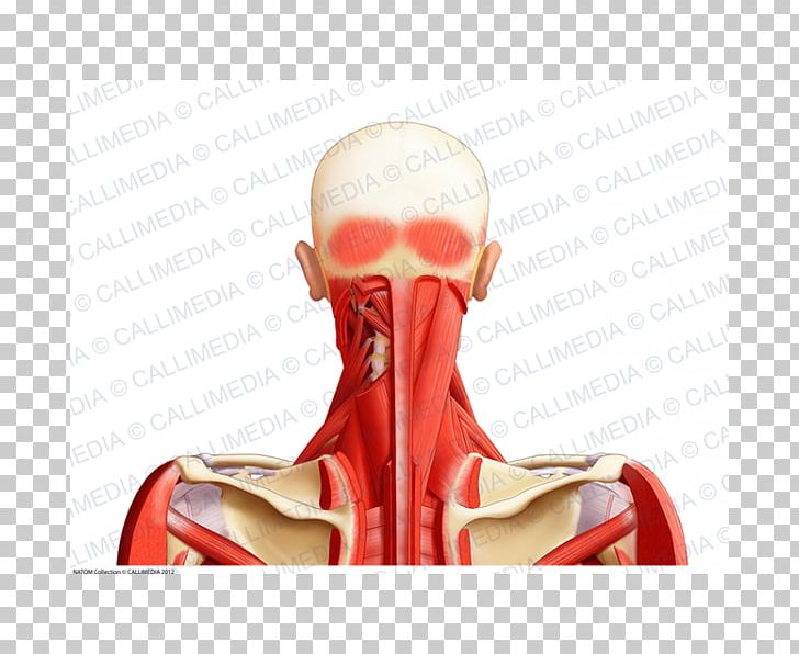 Muscle Shoulder Neck Head Anatomy PNG, Clipart, Anatomy, Head, Nerve, Others, Serratus Posterior Superior Muscle Free PNG Download
