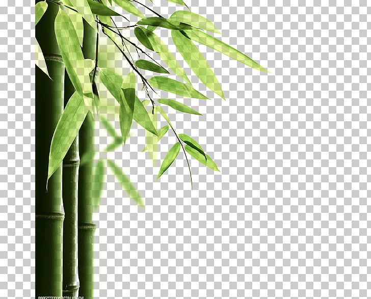 China Dragon Boat Festival U7aefu5348 Traditional Chinese Holidays PNG, Clipart, Amazing Nature, Angle, Bam, Bamboo Leaves, Branch Free PNG Download