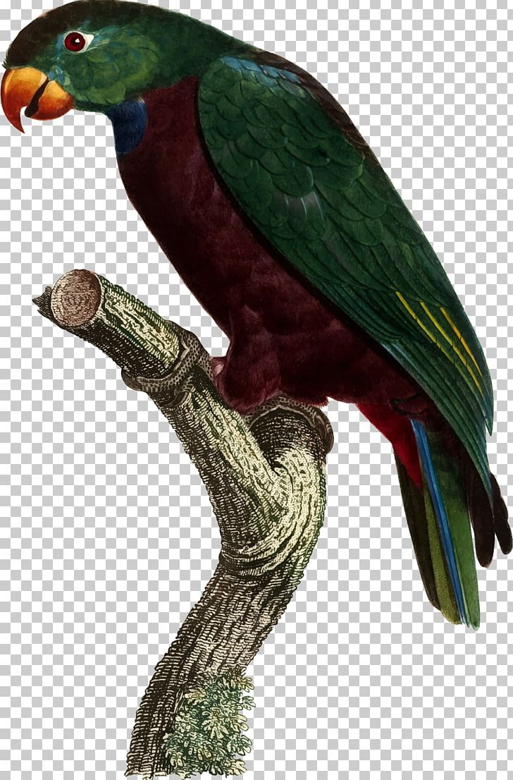 Red-billed Parrot Bird Blue-headed Parrot Macaw PNG, Clipart, Animal, Animals, Beak, Bird, Blueheaded Parrot Free PNG Download
