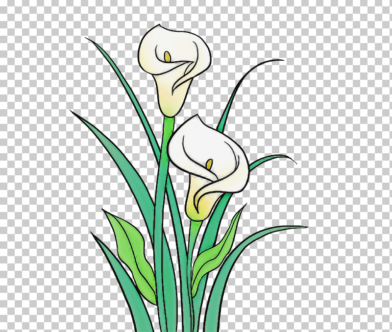 Plant Flower Grass Plant Stem Pedicel PNG, Clipart, Amaryllis Family, Cut Flowers, Flower, Grass, Pedicel Free PNG Download