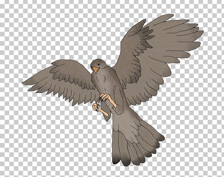 Eagle Common Buzzard Hawk Fauna PNG, Clipart, Accipitriformes, Animals, Beak, Bird, Bird Of Prey Free PNG Download
