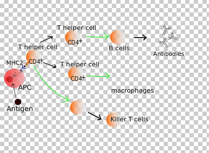 T Cell Lymphocyte Immune System B Cell PNG, Clipart, Activation Function, Antibody, B Cell, Brand, Cell Free PNG Download