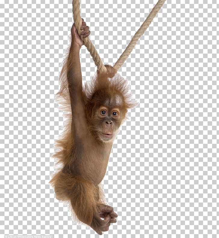 Gorilla Orangutan Baby Baby Orangutans Sumatran Orangutan Chimpanzee PNG, Clipart, Animal, Animals, Arboreal, Baby Baby, Baby Orangutans Free PNG Download