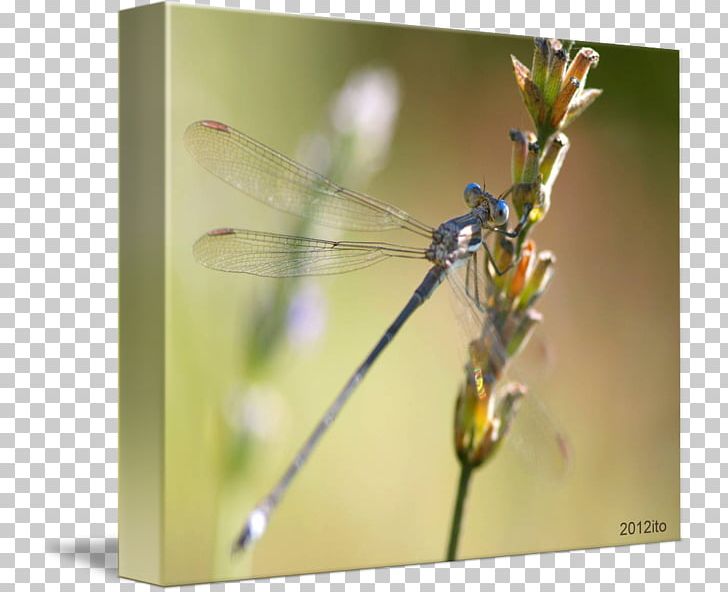 Dragonfly Damselflies Insect Macro Photography PNG, Clipart, Arthropod, Damselfly, Dragonflies And Damseflies, Dragonfly, Grass Free PNG Download