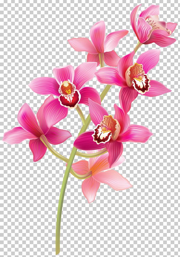 How To Grow Orchids PNG, Clipart, Blossom, Cattleya Orchids, Computer Icons, Cut Flowers, Dendrobium Free PNG Download