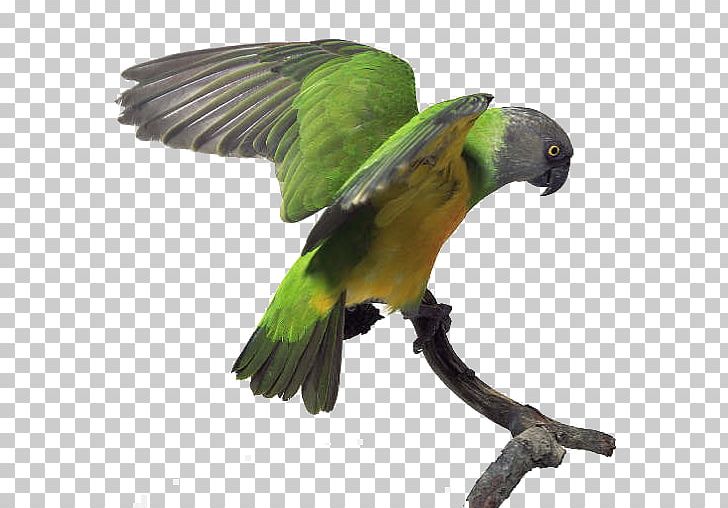Budgerigar Senegal Parrot Bird Amazon Parrot PNG, Clipart, Amazon Parrot, Animals, Beak, Bird, Budgerigar Free PNG Download