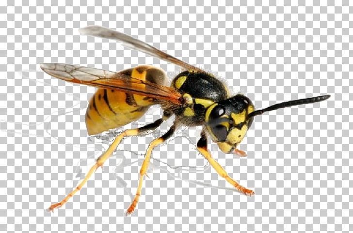 Characteristics Of Common Wasps And Bees Insect 'When The Wasps Drowned' By Clare Wigfall: The Study Guide PNG, Clipart, Arthropod, Asian Giant Hornet, Bee, Bee Sting, Extermination Free PNG Download