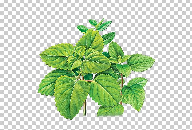 Herbal Tea Lemon Balm Tea Bag PNG, Clipart, Common Sage, German Chamomile, Green Tea, Herb, Herbalism Free PNG Download