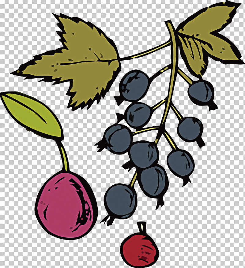 Leaf Grape Tree Fruit Flower PNG, Clipart, Biology, Family Grapevine, Flower, Fruit, Grape Free PNG Download