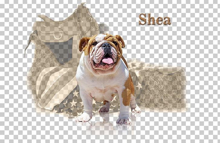 Dorset Olde Tyme Bulldogge Toy Bulldog Dog Breed Farm PNG, Clipart,  Free PNG Download