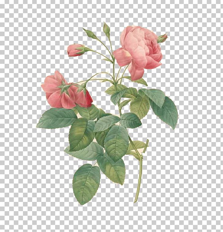 Les Roses France Cabbage Rose The Complete Book Of 169 Redouté Roses Painting PNG, Clipart, Botany, Branch, Bud, Cut Flowers, Floral Design Free PNG Download