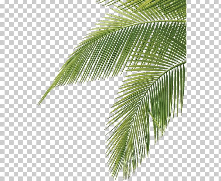 Arecaceae Leaf Palm Branch Frond PNG, Clipart, Arecaceae, Arecales, Borassus Flabellifer, Cactus, Coconut Free PNG Download