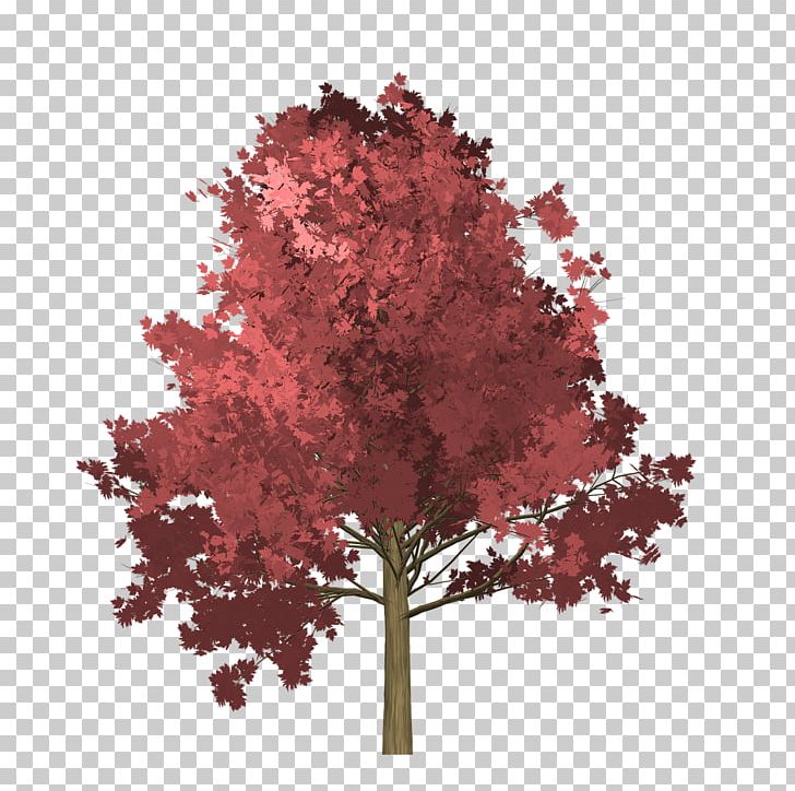Leaf Tree Stock Photography PNG, Clipart, Japanese Maple, Leaf, Maple, Maple Leaf, Maple Tree Free PNG Download