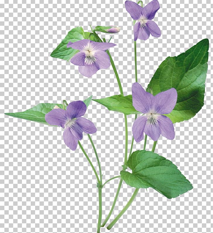 Purple Violet Photography PNG, Clipart, Bellflower Family, Color, Flower, Flowering Plant, Information Free PNG Download