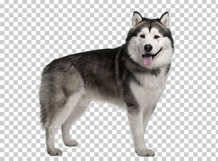 Alaskan Malamute Siberian Husky Alaskan Husky Dog Breed PNG, Clipart, Alaskan, Animals, Carnivoran, Companion Dog, Dog Breed Group Free PNG Download