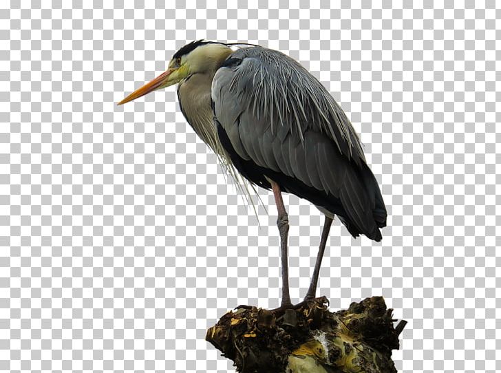 Grey Heron Bird Portable Network Graphics PNG, Clipart, Animal, Animals, Animal Sauvage, Beak, Bird Free PNG Download