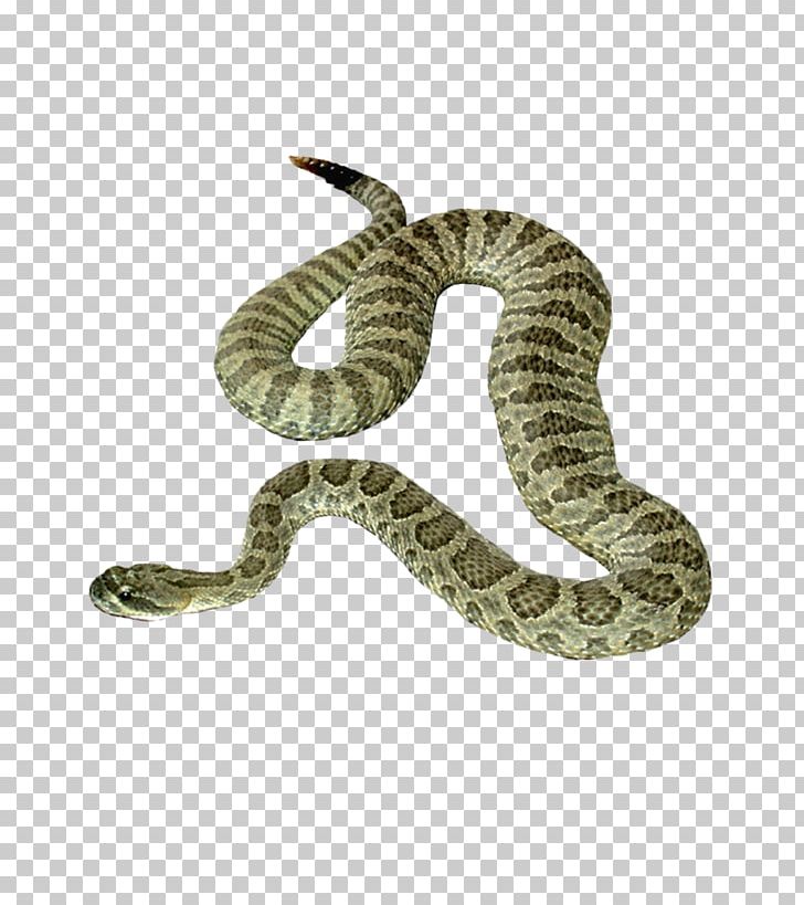 Snake Icon PNG, Clipart, Animals, Boa Constrictor, Boas, Cartoon Snake, Colubridae Free PNG Download