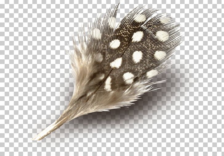 Adobe Photoshop Feather Portable Network Graphics Psd PNG, Clipart, Beak, Color, Computer Software, Creativity, Feather Free PNG Download