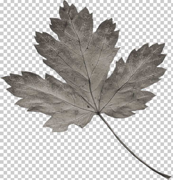Gothic .nl Leaf Child Maple PNG, Clipart, Autumn, Black And White, Child, Gothic, Gothic Ii Free PNG Download