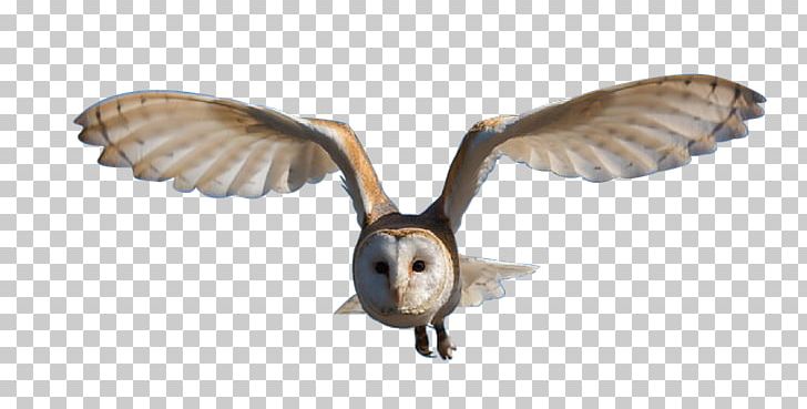 Great Horned Owl Bird Portable Network Graphics PNG, Clipart, Barn Owl, Barn Swallow, Beak, Bird, Bird Of Prey Free PNG Download
