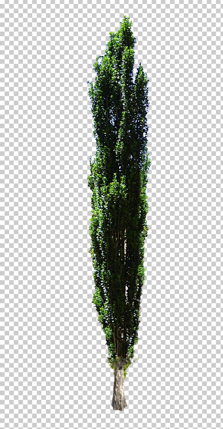 Mediterranean Cypress Tree Shrub Evergreen PNG, Clipart, Cupressus, Cypress Tree, English Yew, Evergreen, Grass Free PNG Download