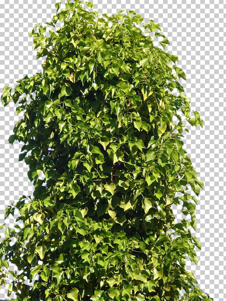 Plant Shrub Tree PNG, Clipart, Bush, Bushes, Computer Icons, Desktop Wallpaper, Evergreen Free PNG Download