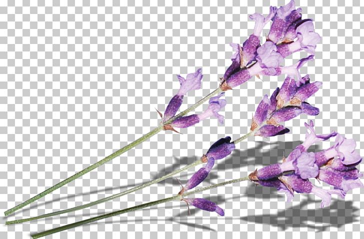 Purple Lilac Flower PNG, Clipart, Blossom, Branch, Cut Flowers, Designer, Download Free PNG Download