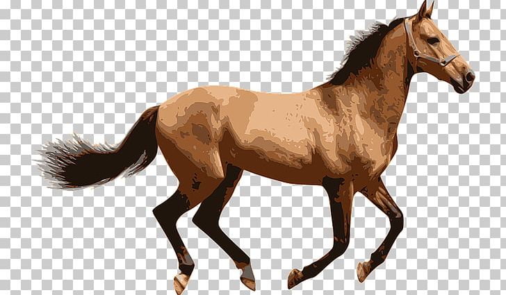 American Miniature Horse Pony PNG, Clipart, American Miniature Horse, Animal, Biological, Bridle, Colt Free PNG Download