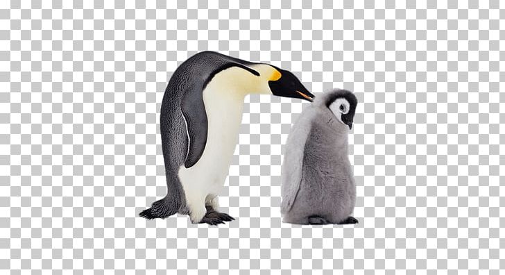 King Penguin Emperor Penguin Gentoo Penguin Antarctic PNG, Clipart, Animal, Animals, Antarctic, Antarctica, Aptenodytes Free PNG Download