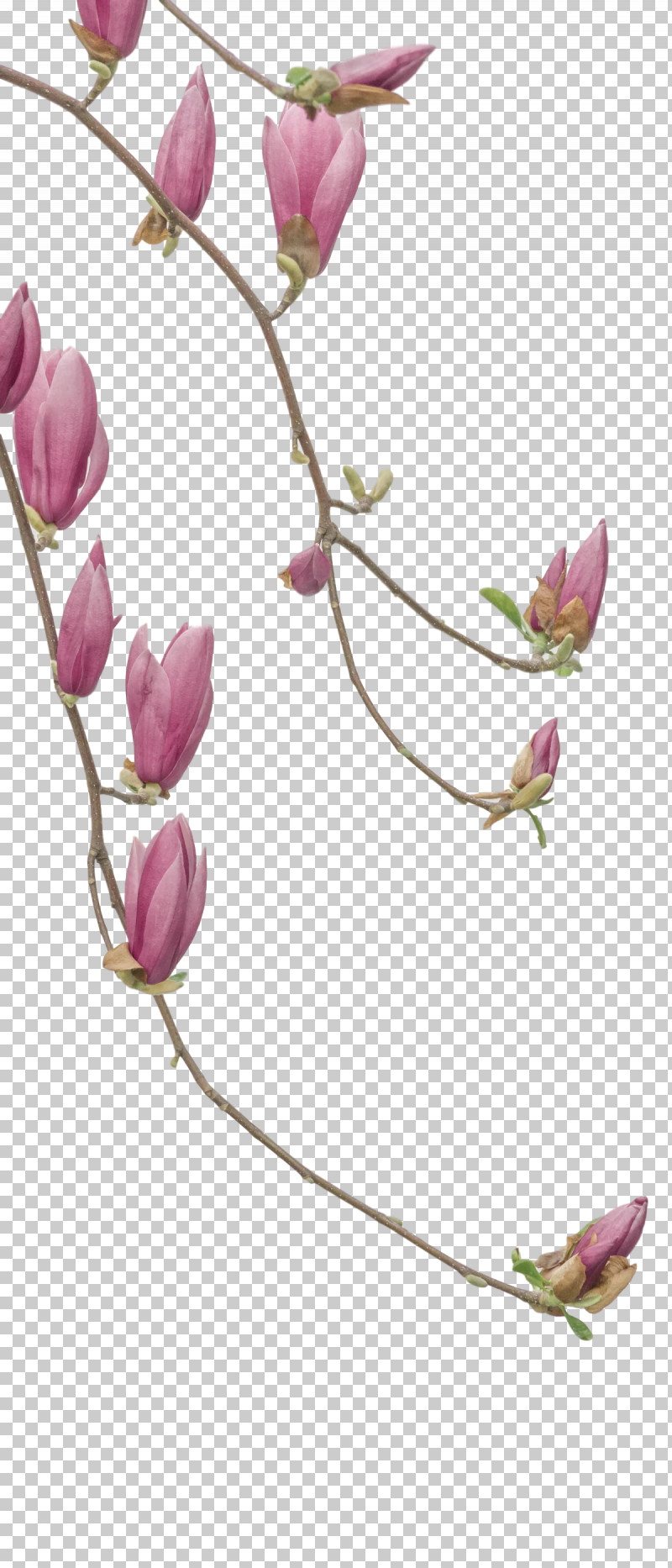 Floral Design PNG, Clipart, Amazoncom, Amazon Kindle, Blossom, Book, Book Shop Free PNG Download