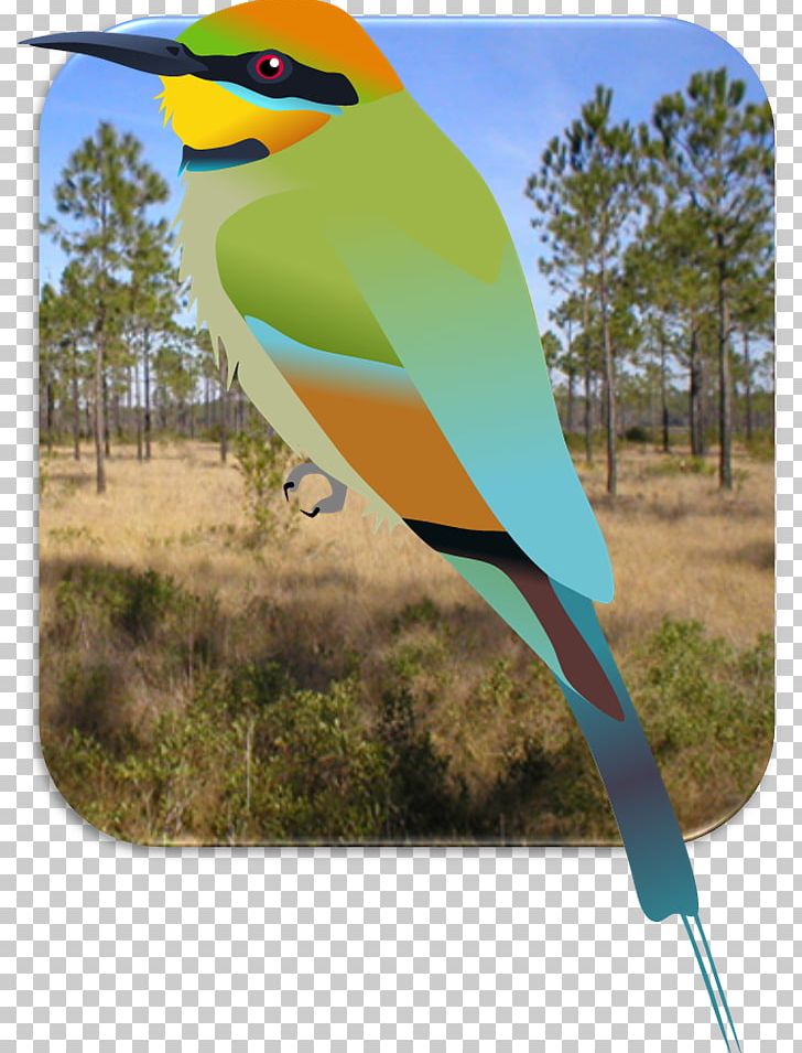 Artist Work Of Art Toucan PNG, Clipart, Art, Artist, Beak, Beeeater, Bird Free PNG Download