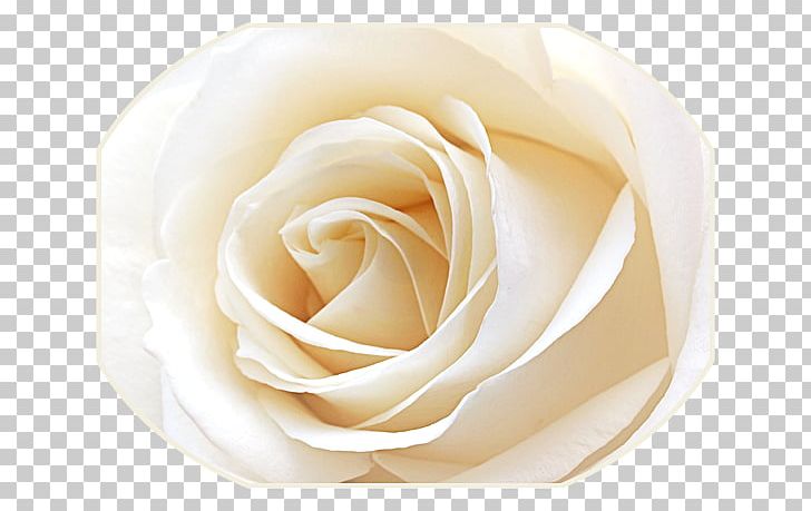 Garden Roses Cabbage Rose Cut Flowers Petal PNG, Clipart, Billing, Closeup, Closeup, Cut Flowers, Flower Free PNG Download