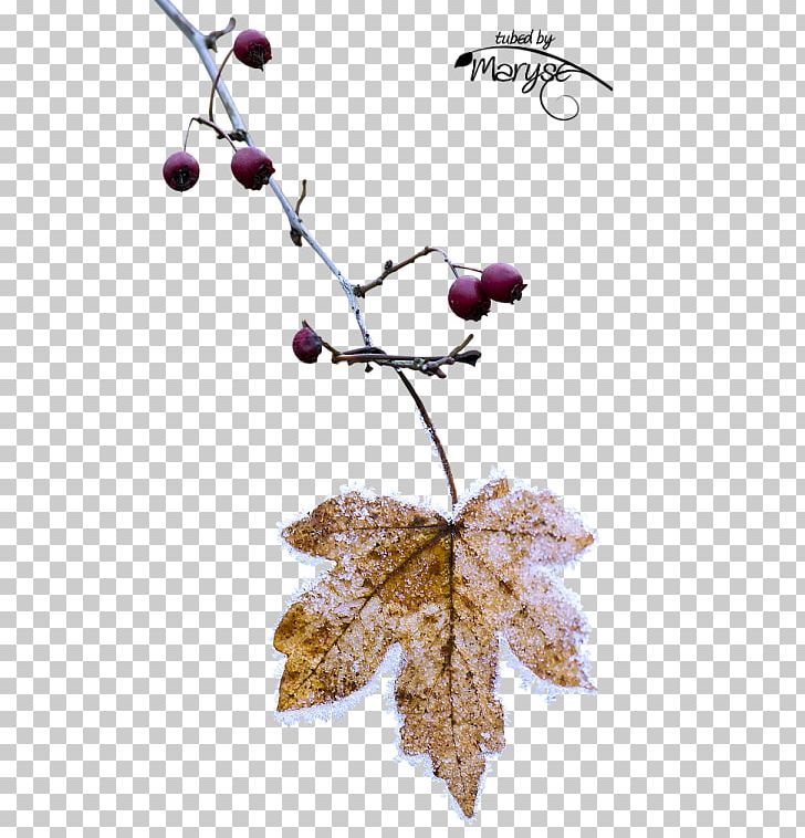 Grape Cocktail Twig Leaf PNG, Clipart, Agac Resimleri, Branch, Cocktail, Frost, Fruit Free PNG Download