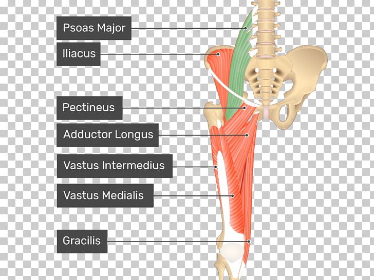 Pectineus Muscle Sartorius Muscle Anatomy Human Body PNG, Clipart, Adductor, Adductor Longus, Adductor Longus Muscle, Adductor Magnus Muscle, Anatomy Free PNG Download